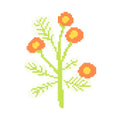 Sunny Bloom